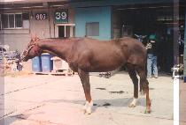 ��Ŭ���̾�Ʈ (THIN CLIENT) ����