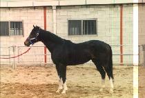 ���̳ʹ����� (MEINER BONANZA) ����