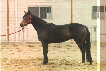 ���̳ʽǺ�� ����