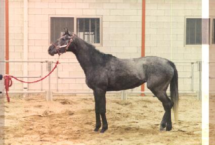 ���̳׳����ī ����