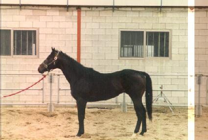 ���̳ʶ������� ����