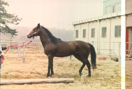 ���̳������� ����