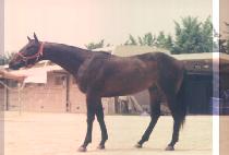 ���丮������Ʈ (VICTORY PROJECT) ����