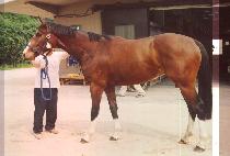 ���ο�Ĩ (YELLOWCHIP) ����