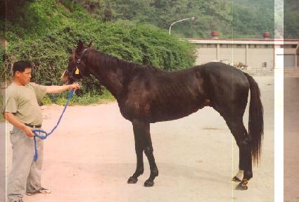 �������̾� ����