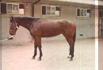 Ÿ�� (TAA PAA) ����