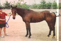 ȭ�� (HWAWON) ����