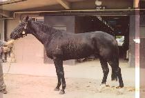 ���� (DERBY YOUNG) ����