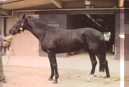 ���� ����