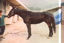 �뽺���� (NO THRILLS) ����