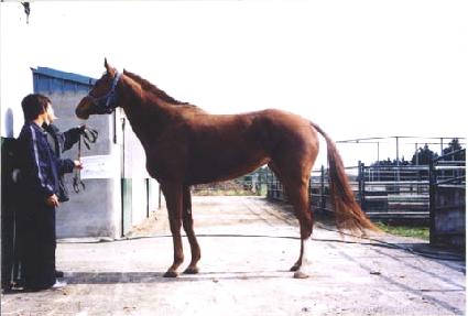 ��� ����