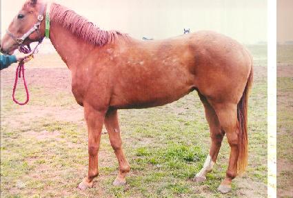 Ÿ����������ũ ����