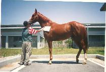 ����ȷ� (SPECIALER) ����