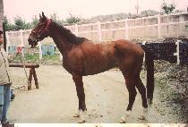 ���͹���Ͼ� (DR. BATONNIER) ����