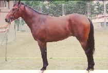 �������õ (PROVEN FORTUNE) ����