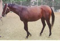 �ݼ�ö�� (GEUMSUNGCHEOLBYEOK) ����