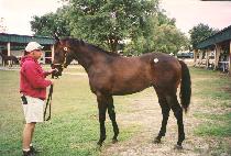 �ΰ����̿��� (LOGO BIONIC) ����