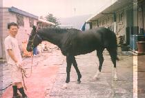 Ű������ (KIWI VICTOR) ����