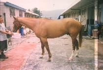 ����ǳ (NAMDAEPUNG) ����