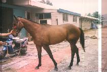 �����̾�� (PREMIER LEAGUER) ����