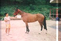 �����帲 (SOUTHERN DREAM) ����