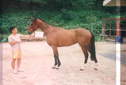 �����帲 ����