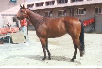 Ŭ�����Ƶ��� (CLEVER ODDS) ����