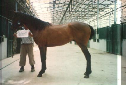 ����� ����