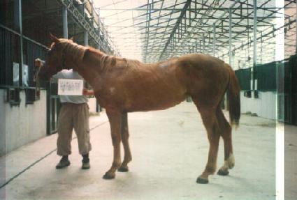 ������ ����