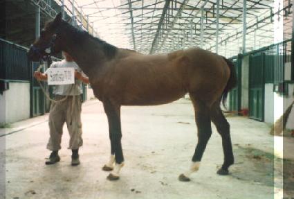 ������ ����