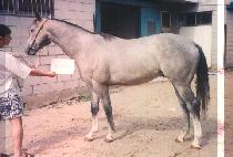 �������� (RIO STORM) ����