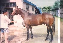 ŷƮ���� (KINGTRANDO) ����