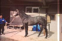 �÷����� (PLUMPJACK) ����