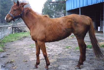 ����Ʈ�뷹�̵� ����