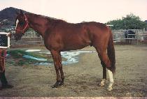 ī�ϸ� (KYLE MAN) ����