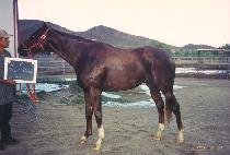 ���̾���ġ (ZION PUNCH) ����