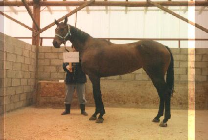 ����������Ƽ ����