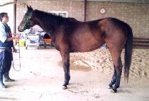 õ�ǹ��� (CHEONUI MUGONG) ����