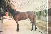 ��õ (EUCHEON) ����