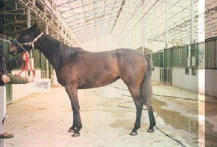 ��õ ����