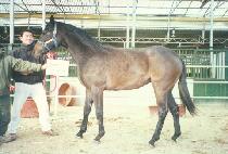 õ������ (CHEONJI YUIL) ����