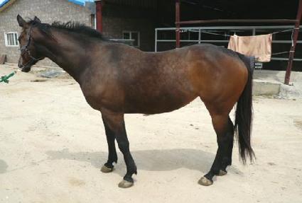 ������ ����