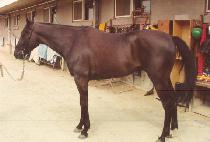 �������� (BLACK AZ) ����