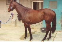 �ٷ��� (ZULU GOLD) ����