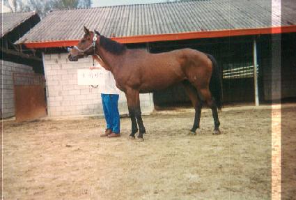 ��Ʈ�ƴϽ� ����