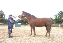 WHEELS N WINGS picture