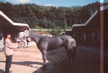 ����� (GOLD Z) ����