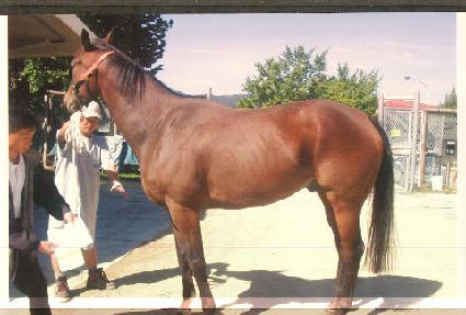 ����������� ����