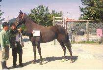 ����Ĺ (THAT PHAT CAT) ����