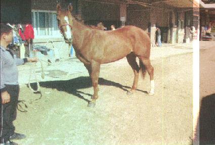 �����̵𺣾� ����